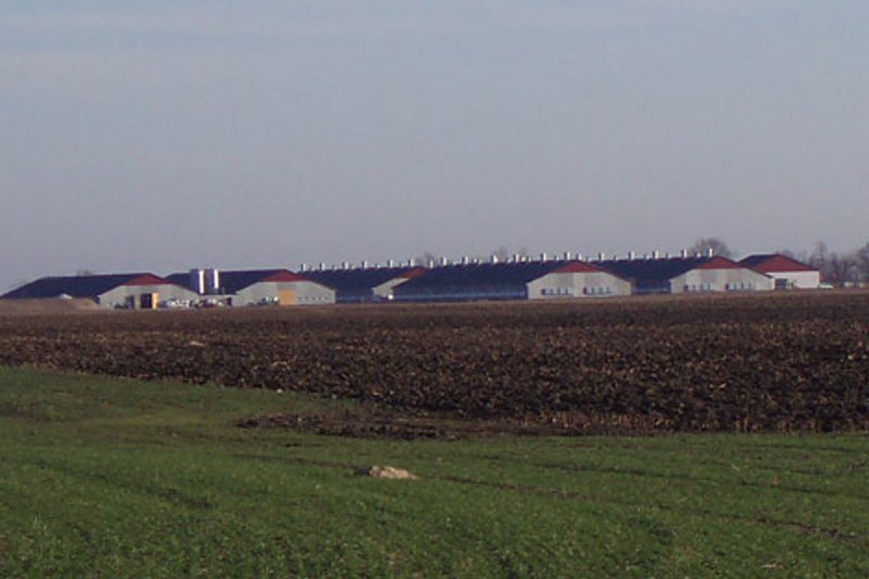 Современный откорм петушков в шести новых корпусах