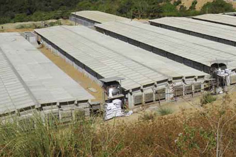 Efficient systems for pig climate control at the sow farm of Venvi Agri