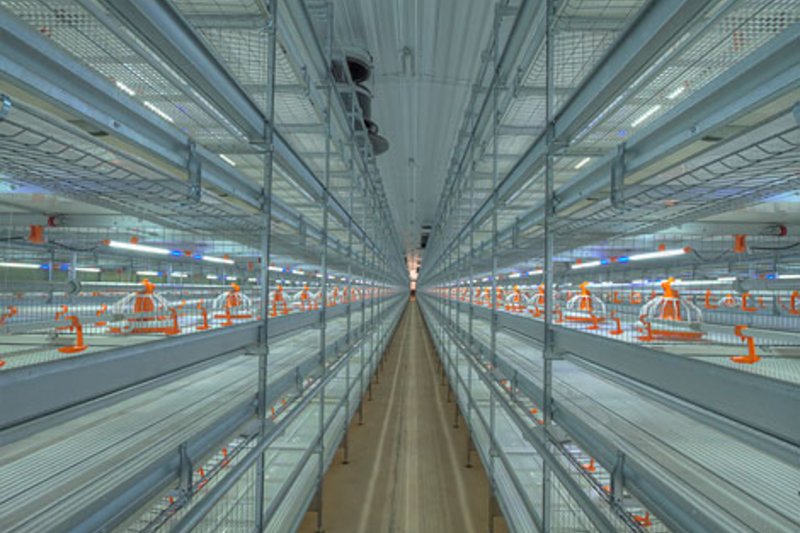 Здоровые ступни бройлеров при содержании в системе типа Colony Здоровые ступни бройлеров при содержании в системе типа Colony