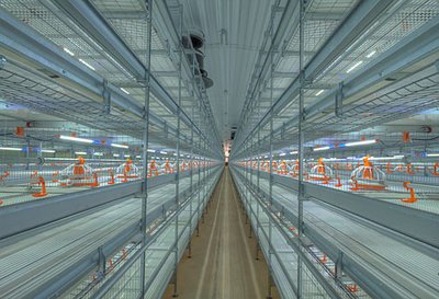 Здоровые ступни бройлеров при содержании в системе типа Colony Здоровые ступни бройлеров при содержании в системе типа Colony