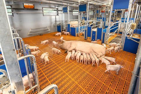 PureLine | Agilo: Group housing of lactating sows