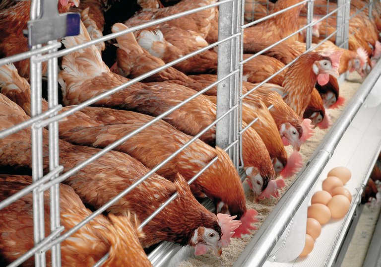 Poultry production with Colony-EU 