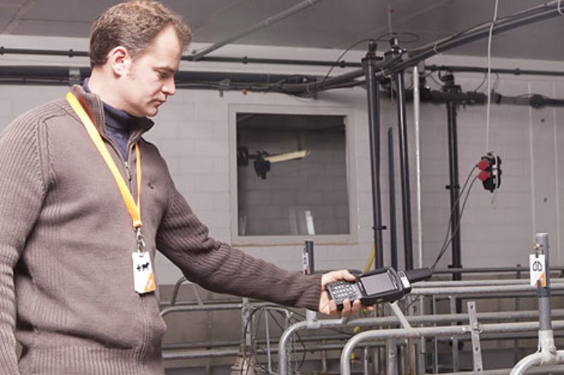 Незаменимый помощник при содержании свиноматок