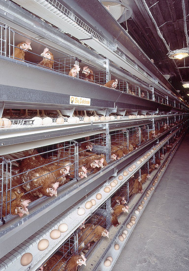 Egg production with UNIVENT poultry cages 