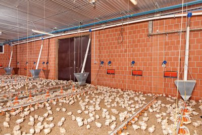 Линии поения на откорме птицы 