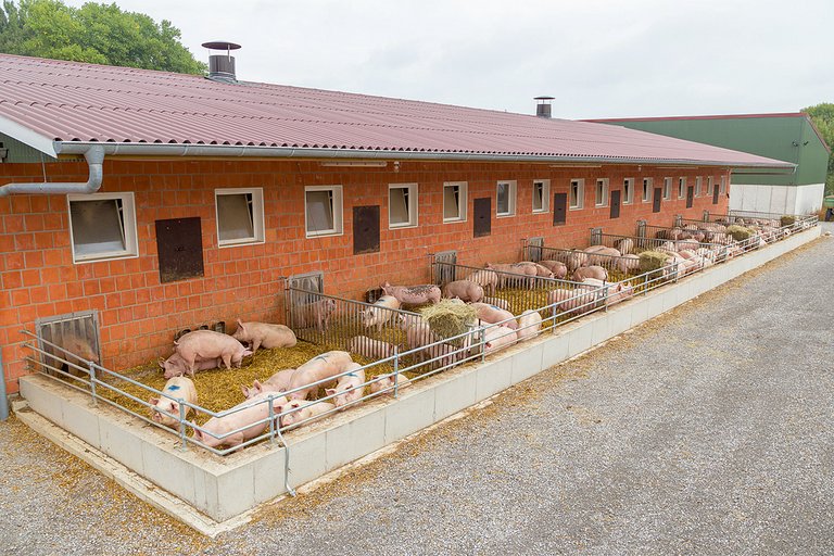 Schweinemaststall mit Auslauf von außen