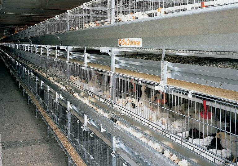 UNIVENT-Starter poultry cages 