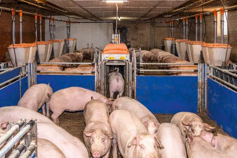 Cортировочные весы TriSort pro