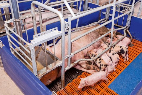 Зона опороса