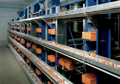 MultiTier для сбора яйца – более эффективное производство яйца 