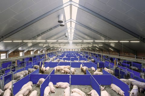 Call-Inn pro & CallMatic pro eletronic sow feeding systems