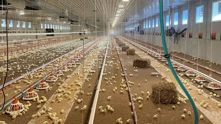 Le plateau d'aliments FluxX est un produit phare pour l'élevage de poulets de chair  