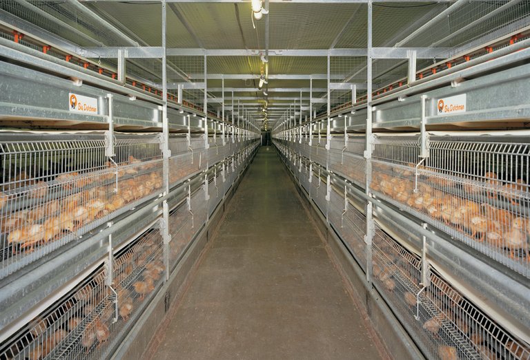 Poultry systems NATURA-Rearing for poultry production 