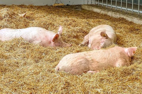 PureLine | Équipement de bien-être pour porcs