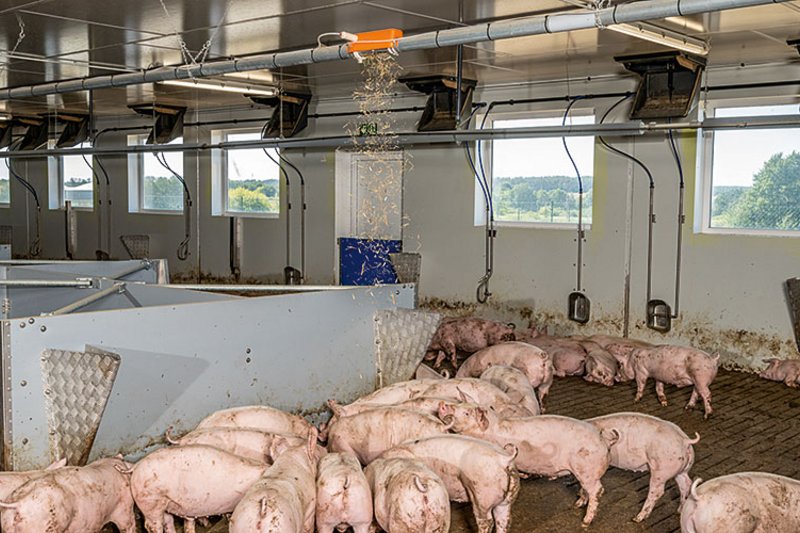 Stall mit Schweinen; an Decke ist Leitung befestigt, aus der Stroh rieselt.