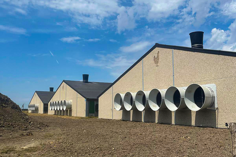 Настенные вентиляторы подают свежий воздух в птичники. Три птичника с вентиляторами