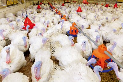 Кормушка серии Gladiator для индейки 