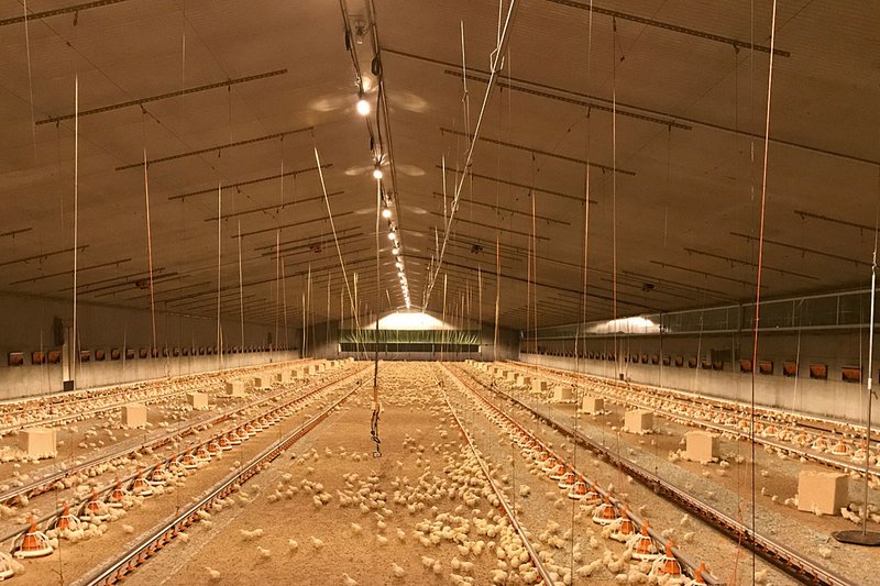 Осветительные системы для корпусов: профессиональные решения для птицеводства и свиноводства