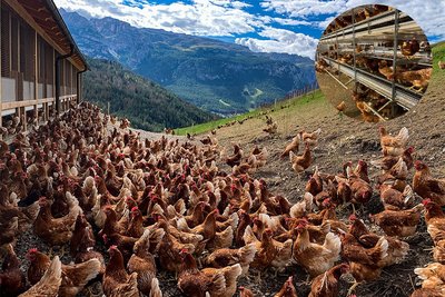 Legehennenhaltung | Hühner im Auslauf