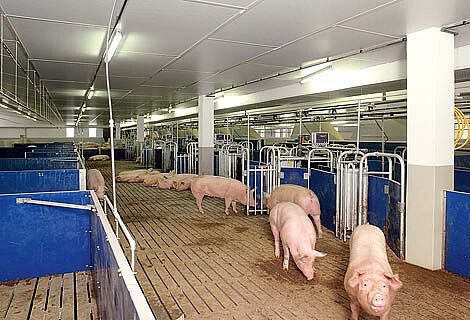 Свиноводство: групповое содержание 2.500 свиноматок