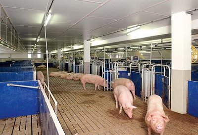 Picture of the electronic sow feeding system Callmatic 2 
