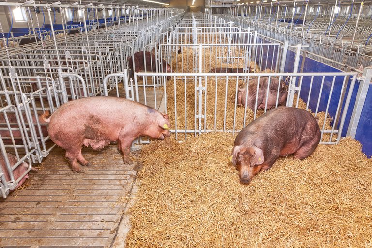 Современное содержание свиноматок 