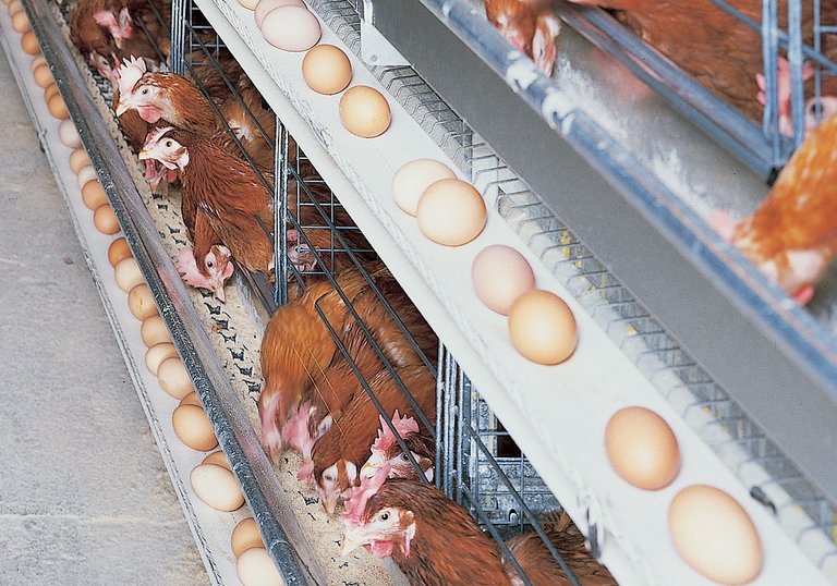 Suministro de pienso en jaulas de gallinas UNIVENT 