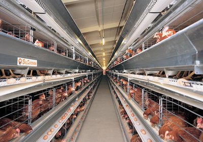 Содержание кур-несушек в клетках UNIVENT 