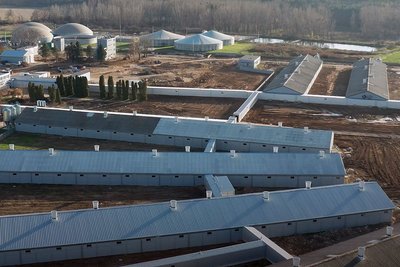 Содержание свиноматок: интеллектуальная технология BigFarmNet увязывает все хозяйство в одну общую сеть