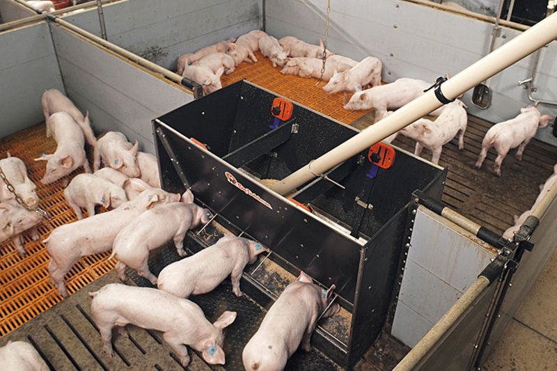 Piglets eating from a trough 
