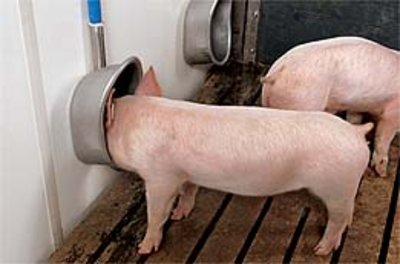 Neuer Prospekt über Tränkesysteme für Schweine