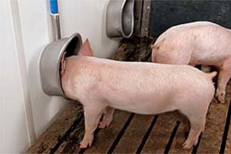 Neuer Prospekt über Tränkesysteme für Schweine