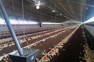 Vue dans le bâtiment d'engraissement de poulets de chair