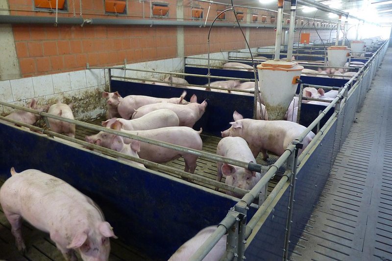Blick in den Schweinemaststall: Buchten, Ausrüstungen und Schweine
