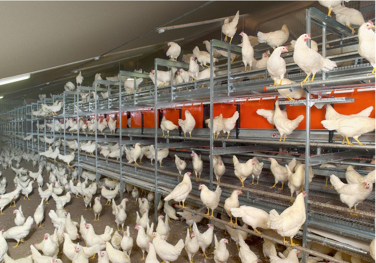 Алтернативни системи за отглеждане: Отглеждане на кокошки-носачки във волиера NATURA-Step 