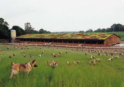 Freilandhaltung von Legehennen