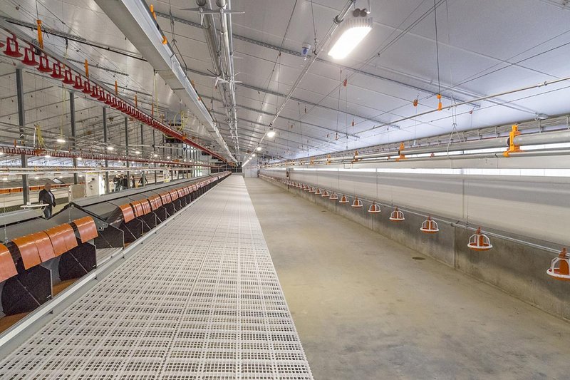 Новое групповое гнездо для родительского стада бройлеров