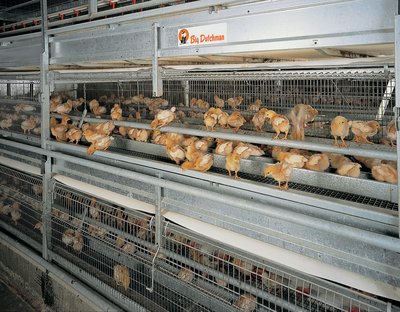 Junghennenaufzucht-pullet-rearing-NATURA-Aufzucht-3-Big-Dutchman.jpg
