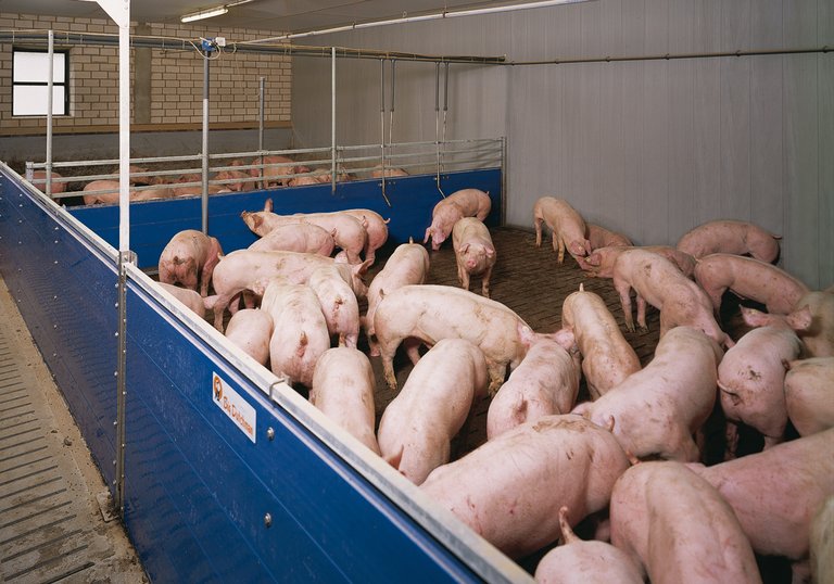 Compartment pig house with HydroMix liquid feeding for pig production 