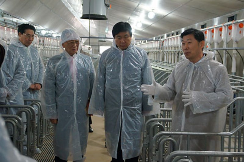 Свиноводство в Южной Корее