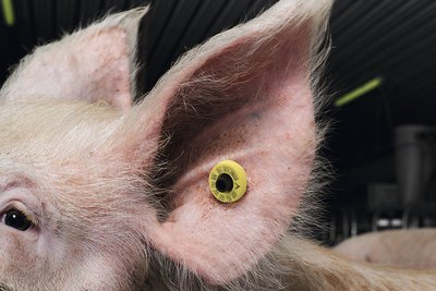 Снимок крупным планом: свиноматка с меткой в ухе