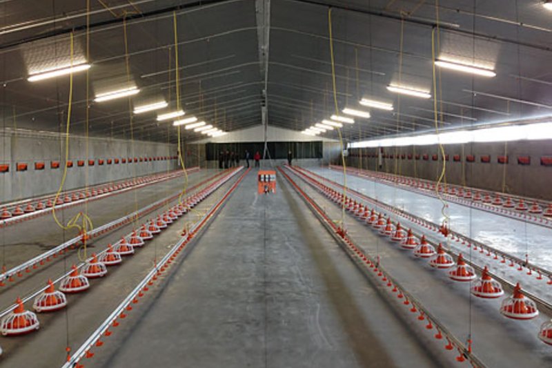 Вратарь национальной женской сборной открывает два птичника для откорма бройлеров