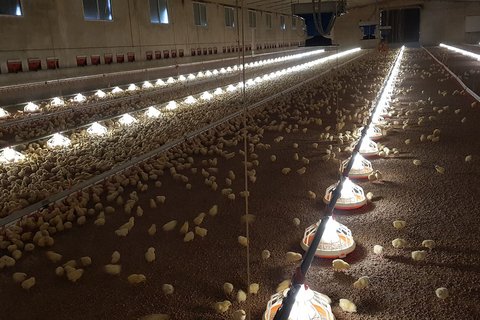 Лампа FlexLED glo для освещения кормушки