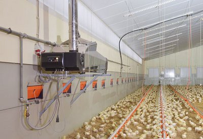 Réduction des coûts de chauffage et un climat intérieur sain dans l'élevage de volailles