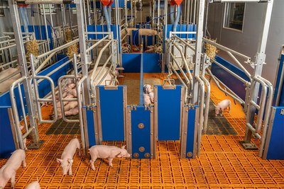 Free-access mechanism for the AGILO group farrowing system