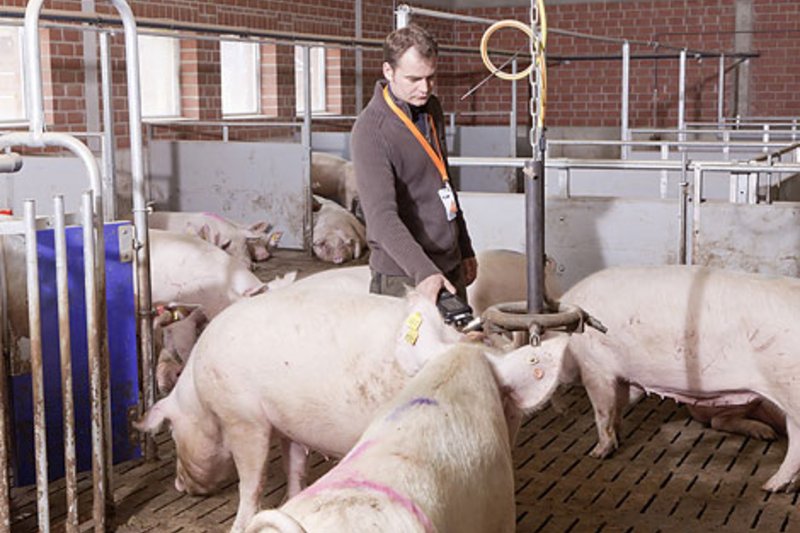 Reduced workload in sow management thanks to QuigTag