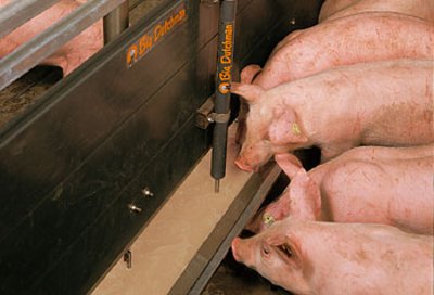 Neu errichteter Schweinemaststall für 1.440 Tiere