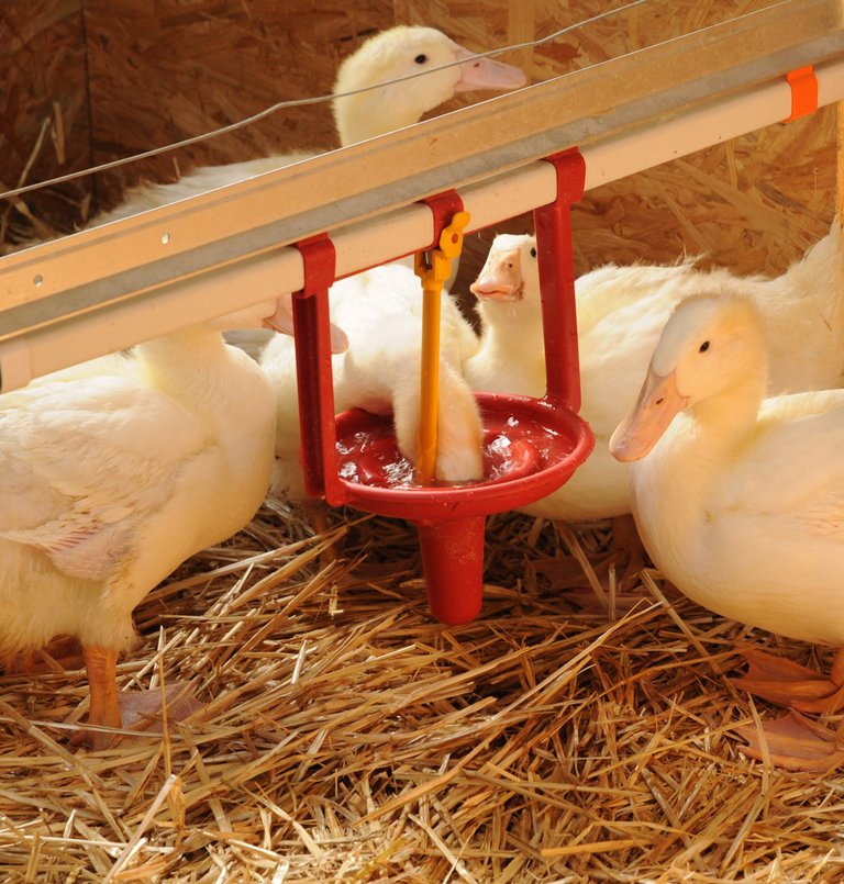 Pekino: Pekingi kacsák számára készült mélyen kialakított itatócsésze