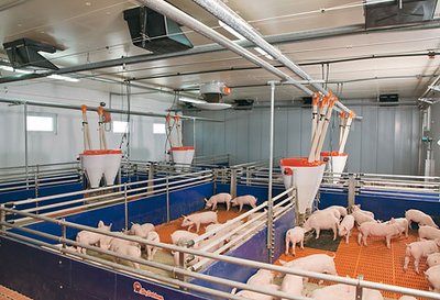 Alimentación seca y alimentación líquida en la cría de porcinos: Un resumen de las técnicas de alimentación