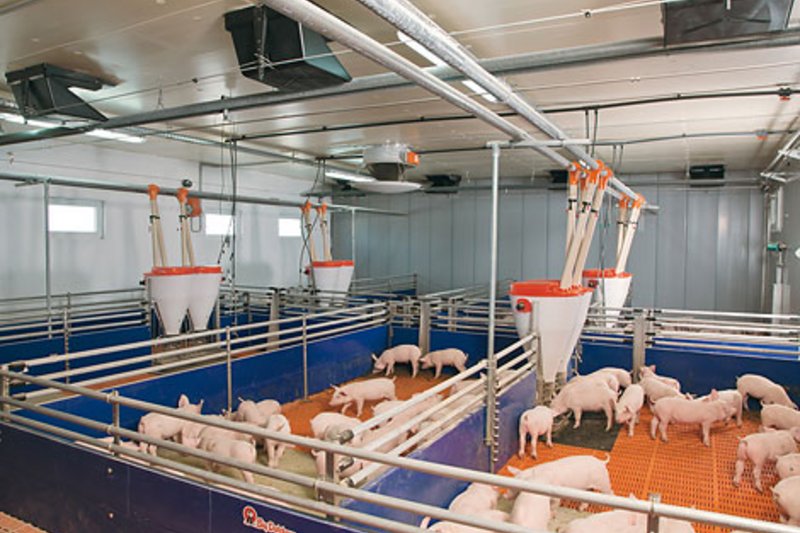 Жидкое и сухое кормление на доращивании поросят Жидкое и сухое кормление на доращивании поросят